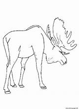 Moose Coloring Pages Animal Drawing Kids Preschool Printable Print Popular Colouring Color Getdrawings Coloringhome Comments sketch template