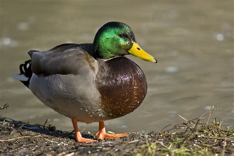 filemale mallard duck jpg