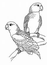 Ausmalen Ausmalbilder Vogel Wellensittich Malvorlagen Vögel Kostenlos Sittiche Ausdrucken Zeichnen Drucken Parrot Erwachsene Malvorlagencr sketch template