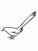 Magpie Coloring Bird Pages Birds Online Designlooter European Color Kids sketch template