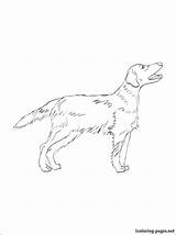 Coloring Retriever Pages Getdrawings sketch template