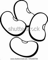 Beans Vector Bean Soybean Haricot Stock Shutterstock Vectors Clip Background Isolated Mix Legumes sketch template