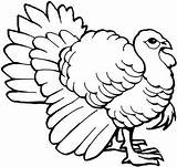 Turkey Coloring Pages Funny Color Turkeys sketch template