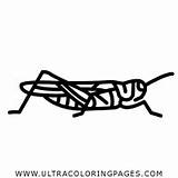 Heuschrecke Grasshopper Cavalletta Ant Ultracoloringpages sketch template