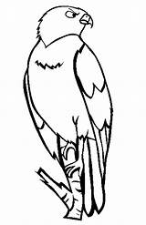 Hawk Coloring Pages Color Animals Animal Sheets Print Back sketch template