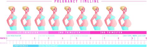 How Long Is A Trimester Of Pregnancy The Pulse