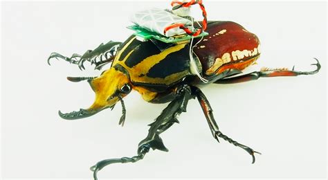 backpack turns  beetle   remote controlled cyborg wired