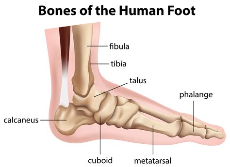 foot bones anatomical vector illustration labeled diagram human body  xxx hot girl