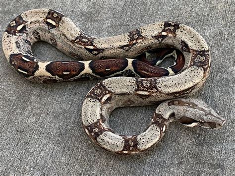 hypo salmon boa constrictors  sale snakes  sunset