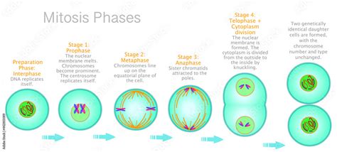 stages  mitosis phases cell division diagram anaphase telophase