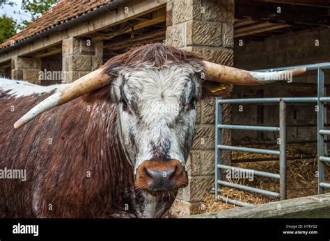 english longhorn bull stock photo alamy