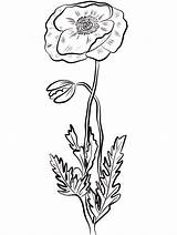 Poppy Flower Coloring Printable Onlinecoloringpages sketch template