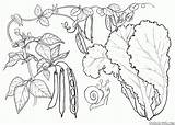 Frijoles Fagioli Radis Lattuga Frijol Verduras Verdure Lechuga Piselli Colorkid Laitue Alface Pois Beans Crecimiento Pagine Feijão Peas Imagen Colorier sketch template