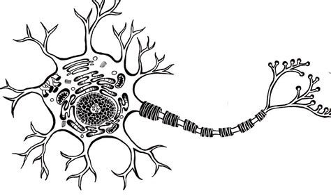 motor neuron diagram labeled sketch coloring page