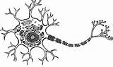 Neuron sketch template