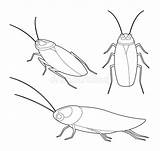 Cockroach sketch template