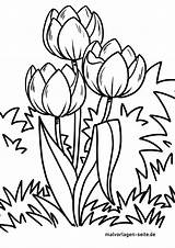 Tulpen Blumen Tulpe Malvorlage Ausmalen Ausmalbild sketch template