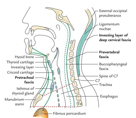 easy notes  deep cervical fascia fascia colli