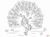 Coloring Pages Peacock Beautiful Printable Drawing sketch template
