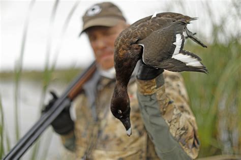australia duck hunting ramsey russells getduckscom