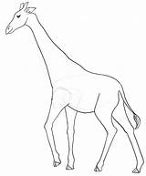 Giraffe Drawing Sketch Easy Pencil Draw Spots Coloring Without Pages Template Clipart Sketches Cliparts Giraffes Getdrawings Paintingvalley Templates Favorites Add sketch template