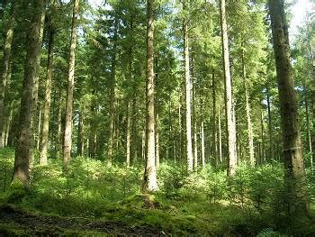 silviculture forest research