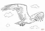 Coloring Draw Osprey Pages Flying Drawing Step Supercoloring Printable sketch template
