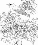 Coloring Bird Blue Pages Tree Bluebird sketch template