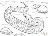 Coloring Pages Python Snake Ball Printable Drawing Rattlesnake Realistic Color Snakes Diamondback Print Western Supercoloring Sheets Bible Getdrawings Getcolorings Preschool sketch template