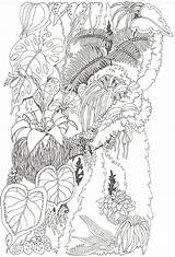 Zum Ausmalen Malvorlage Urwald Dschungel Colouring Pflanzen Umbrella Blumenwiese Janbrett Frühling Erwachsene Blut Frühlingsblumen Gratismalvorlagen Zeichnungen sketch template
