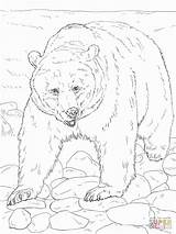 Bear Coloring Pages Adults Getcolorings Printable Adult Color sketch template