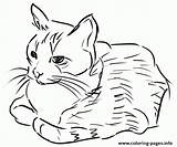 Coloring A1ec Sitting Cat Calm Pages Printable sketch template