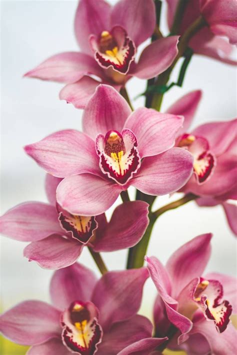 pink orchids pink orchids orchids pink