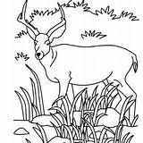 Savanna Coloring African Antelope Pronghorn Pages 38kb 268px Animals Getdrawings Getcolorings Grassland sketch template
