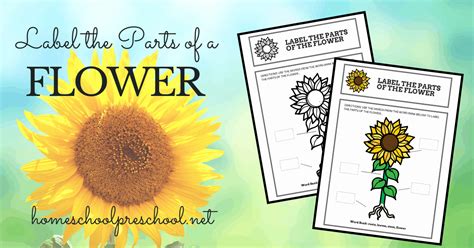 parts   flower worksheet preschool