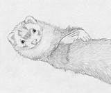 Ferret Ferrets sketch template