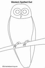 Spotted Owl Enchantedlearning Owls sketch template