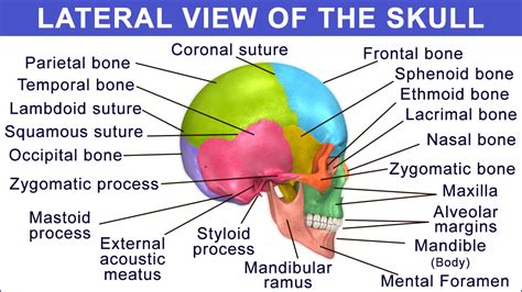 anatomy  function   occipital bone explained   diagram