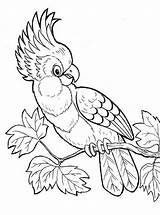 Kakadu Papegaaien Ausmalbilder Cockatoo Kleurplaat Kaketoe Kleurplaten Malvorlage Papageien Parrots Ausmalbild Stemmen sketch template