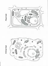 Cell Animal Plant Coloring Worksheet Drawing Color Cells Simple Sheets Worksheets Science Diagram Printable Pulpbits Pages Kids Stephanie Teaching Animals sketch template