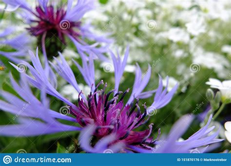 de eeuwigdurende bloem van centaureamontana stock foto image