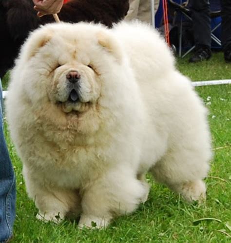 mei ling cream chow chow breeds animals