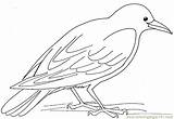 Crow Getdrawings Birds sketch template