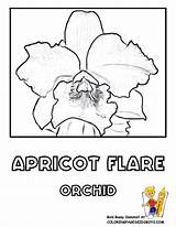 Apricot Blossom Designlooter sketch template