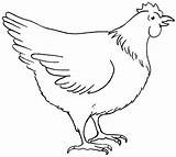 Chicken Chook Template sketch template