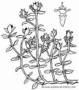 Thyme Tomillo Thymus Yoko Botanical Botany Guitarras Biologia Hojas Sésiles sketch template