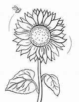 Sunflower Matahari Sketsa Sunflowers Mewarnai Tk Paud Kolase Getdrawings Disimak Catat Wajib Gambarcoloring Gaya sketch template