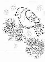 Coloring Pages Bullfinch Animals Goose Ram sketch template