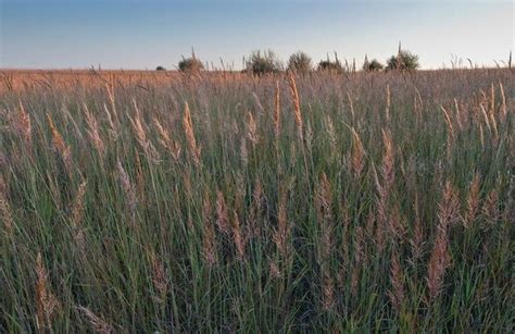 prairie type grasses  plant  stop soil erosion