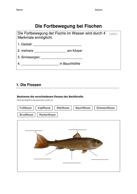 arbeitsblatt biologie klasse  fische kostenlos